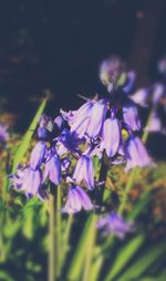 Close-up of purple flowers
