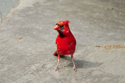 Cardinal posing on stone