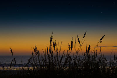 Silhouette of plants at beach during sunset