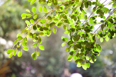 Close-up of leaves on tree