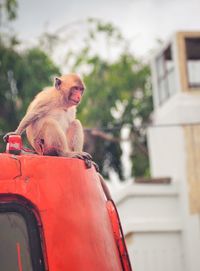 Monkey sitting on a car