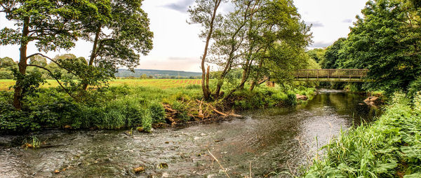 Scenic view of river amidst trees against sky