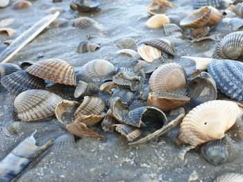 High angle view of seashells on beach