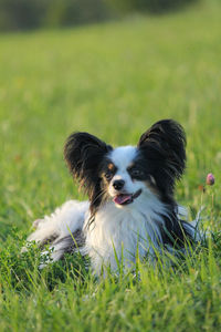 Portrait of dog on field