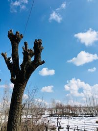 Low angle view of bare tree against sky during winter