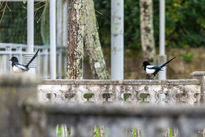 Bird perching on a tree