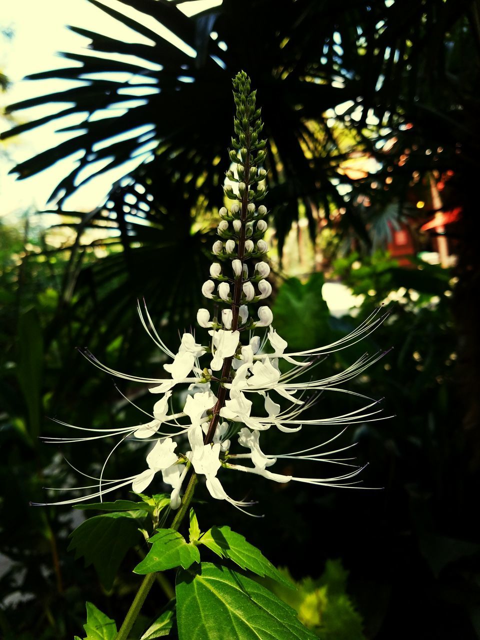 CLOSE-UP OF FLOWER