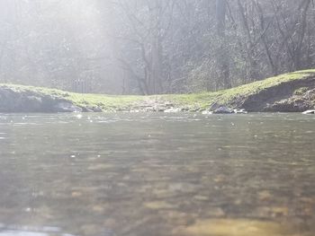 Surface level of water in forest