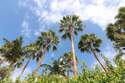 Low angle view of trees against sky