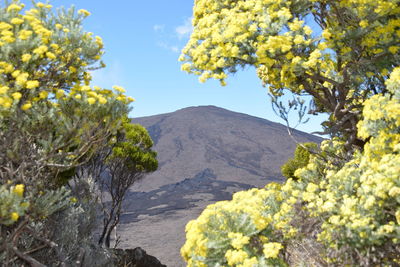 Plants growing on land against sky