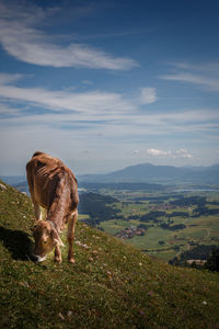 View of a sheep on landscape