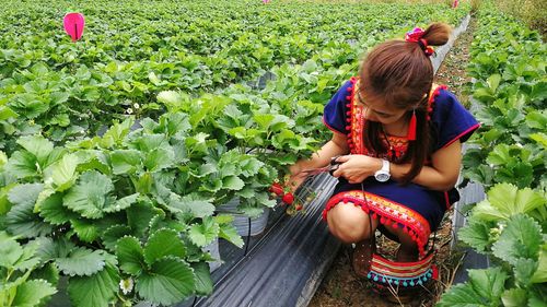 Woman harvesting strawberries at farm