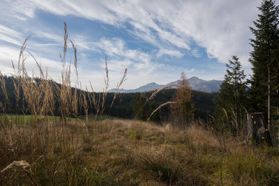 Scenic view of field against sky