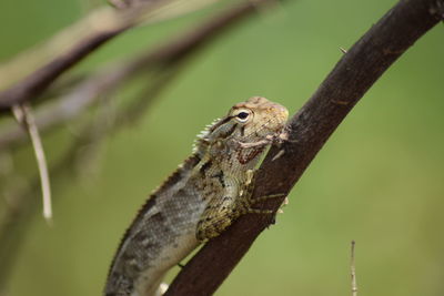 Close-up of lizard on branch