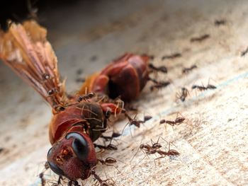 Close-up of insects. a bee dies by an army of ants