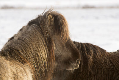 Icelandic pony in wintertime in front of snowy mountains