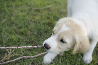 Close-up of a dog on field