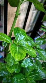 Close-up of raindrops on leaves