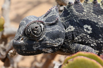 Close-up of chamäleon