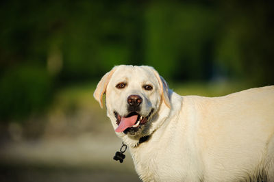 Portrait of yellow labrador retriever