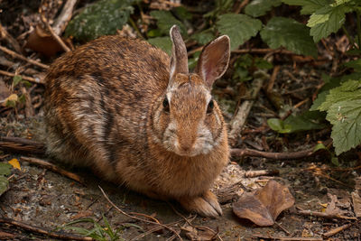 Close-up of a rabbit