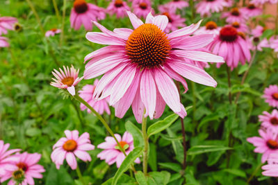 Close-up of pink flowering plant in park