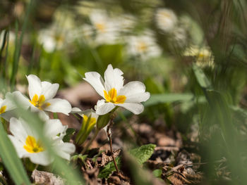 Close-up of white crocus blooming outdoors