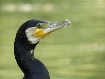 Close-up of a bird looking away