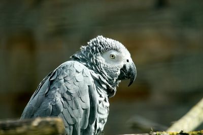 Close-up of parrot