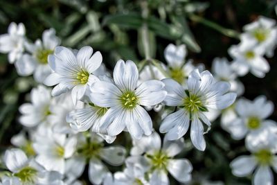 Close-up of flowers blooming outdoors