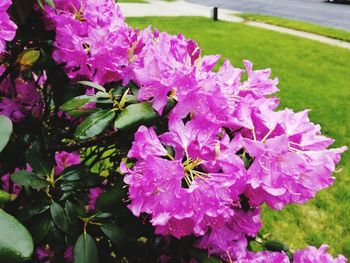 Close-up of pink flowering plant