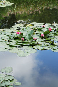 Close-up of lotus water lily in pond