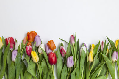 Close-up of multi colored tulips against white background