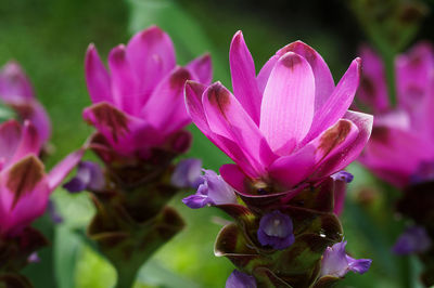 Close-up of pink crocus flowers