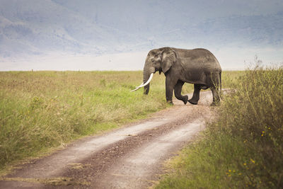 Horse walking on dirt road