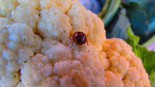 Close-up of insect on leaf