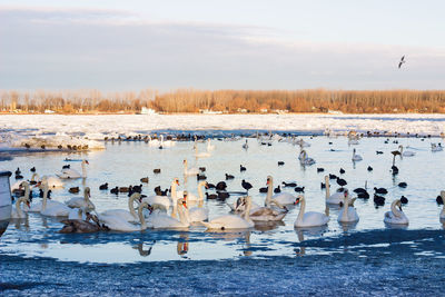 Flock of birds in lake during winter