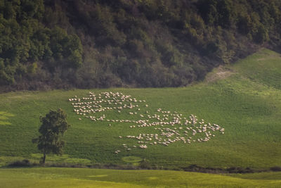 Scenic view of agricultural field