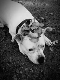 High angle view of dog relaxing outdoors