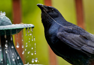 Close-up of bird perching on railing