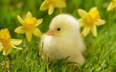 Close-up of baby chicken