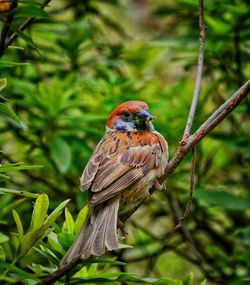 Close-up of bird perching on a branch