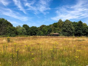 Scenic view of field against sky