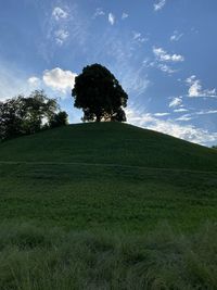 Trees on field against sky