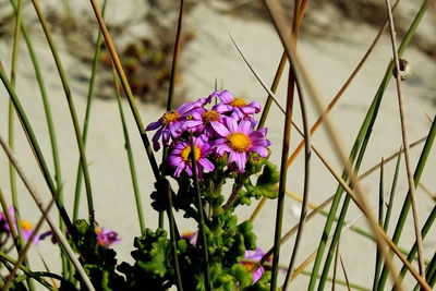 Close-up of purple flowering plant