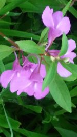 Close-up of pink flowers blooming outdoors