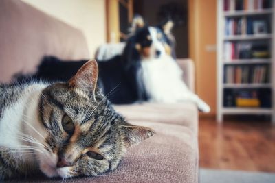 Cat lying on sofa at home