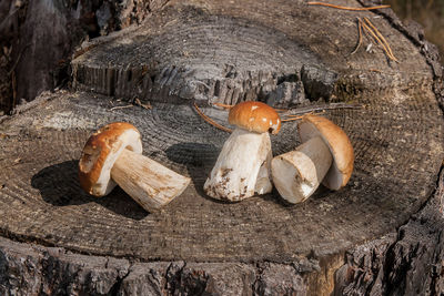 Close-up of mushrooms on wooden log