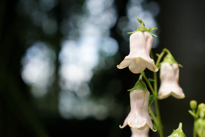 Close-up of flowers blooming outdoors