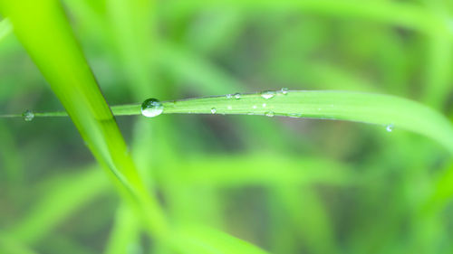 Close-up of water drops on blade of grass